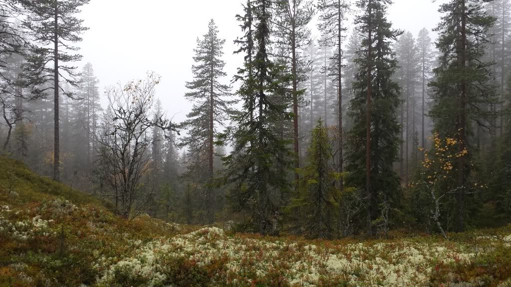småviltjakt i trysil
