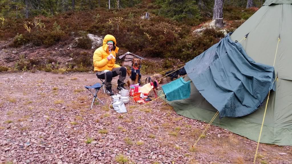småviltjakt i trysil