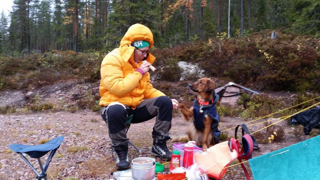 småviltjakt i trysil