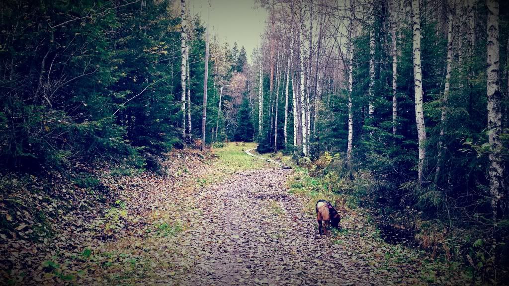 skogen