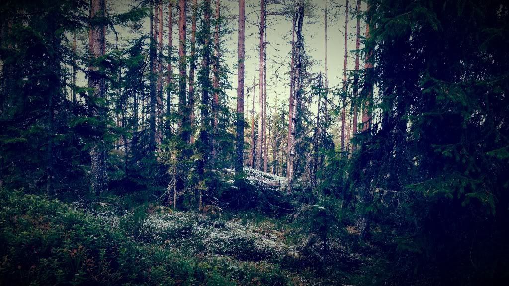 jaktcamp hedmark