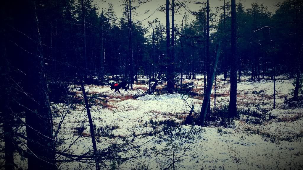 jaktcamp hedmark