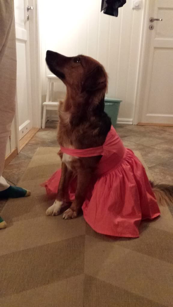ballerina hund