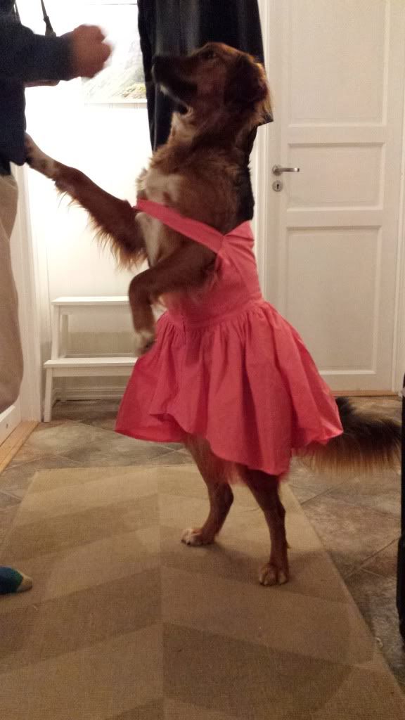 ballerina hund