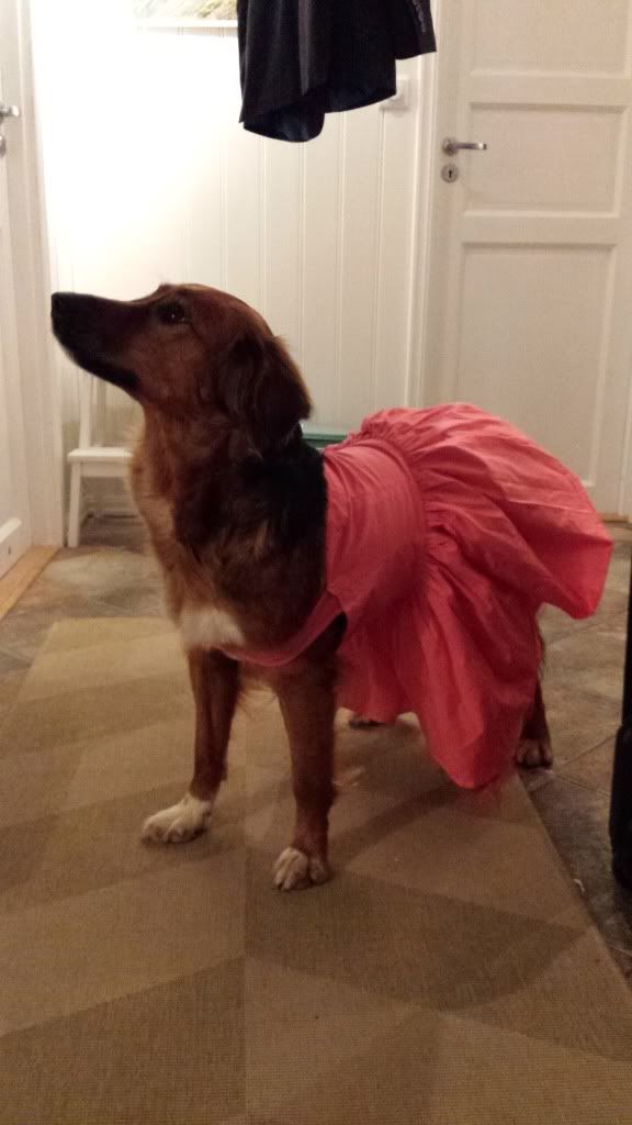 ballerina hund