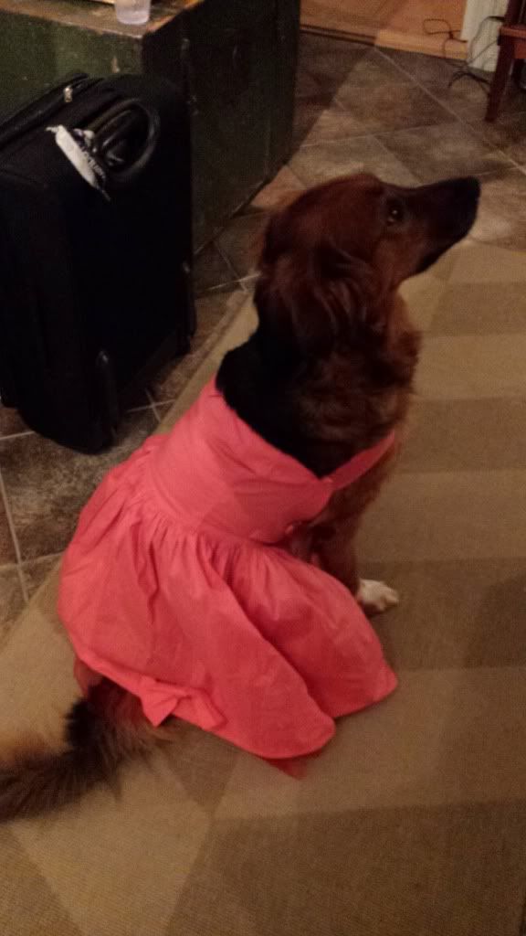 ballerina hund