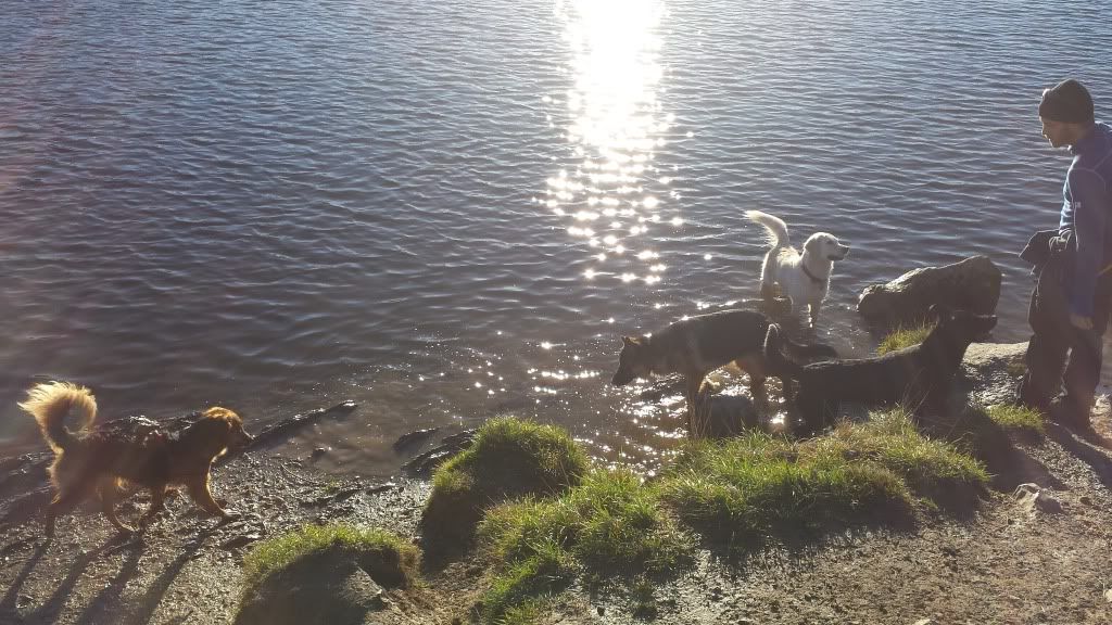 hundeslipp