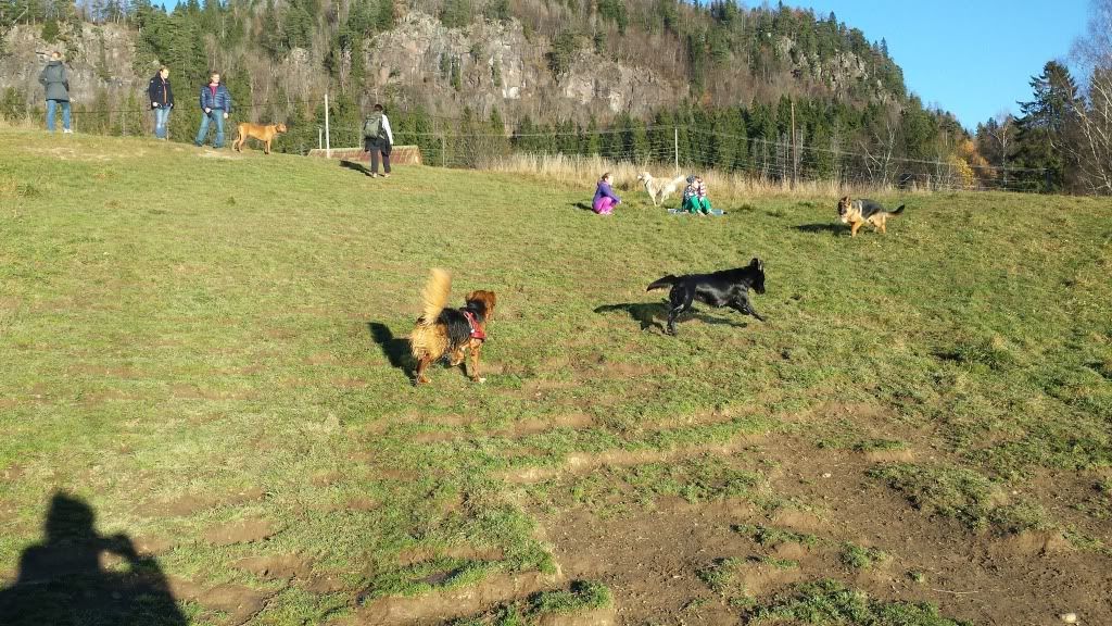 hundeslipp