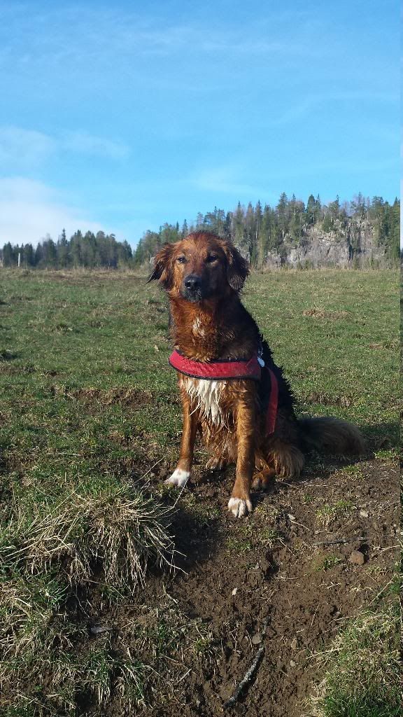 hundeblogg