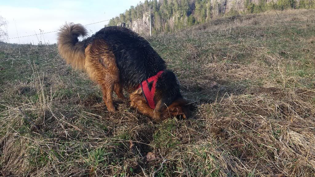 hundeblogg