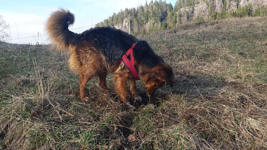 hundeblogg