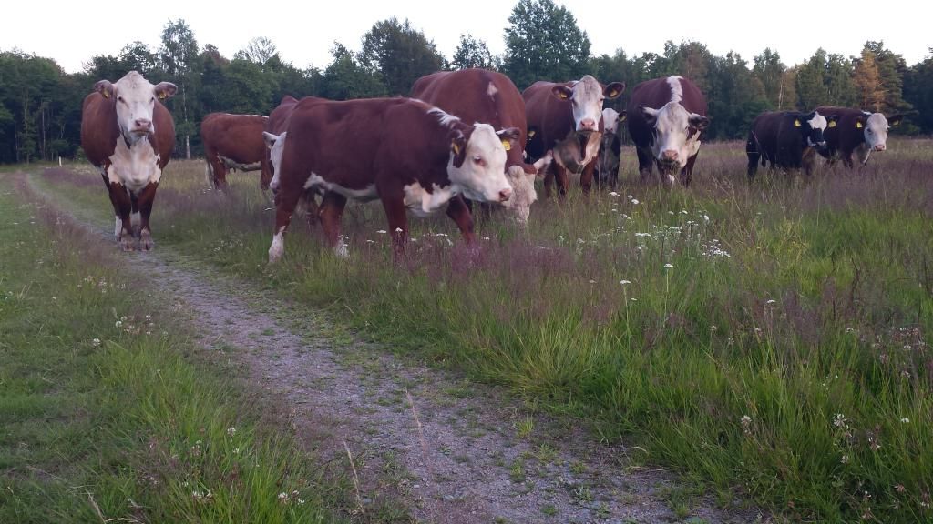 sunn sommermat