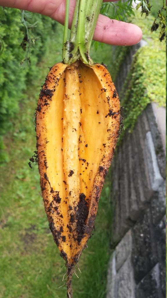 grønsakshage