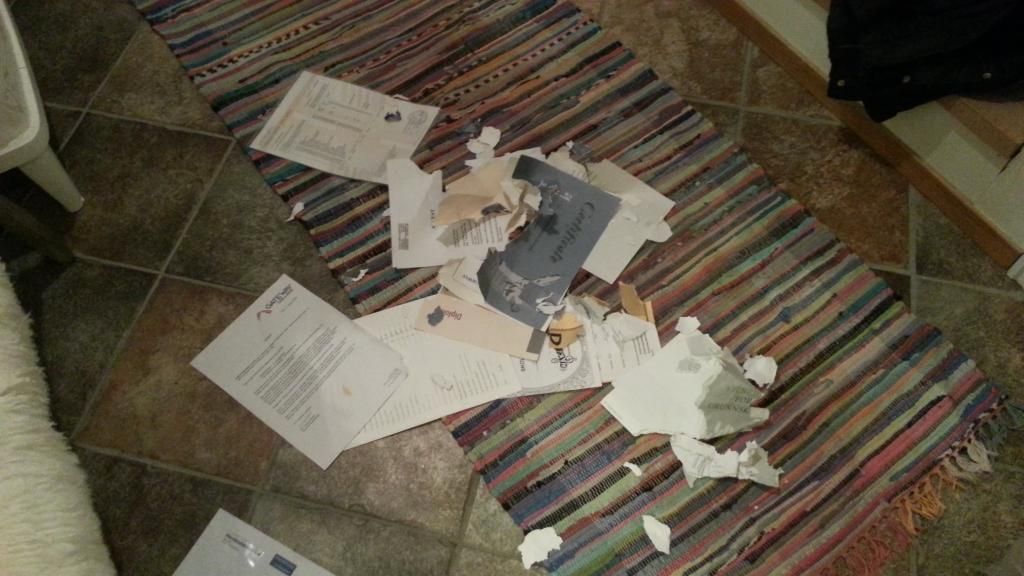 skyldig hund