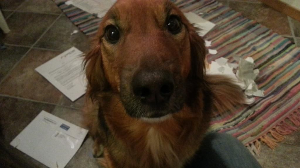 skyldig hund