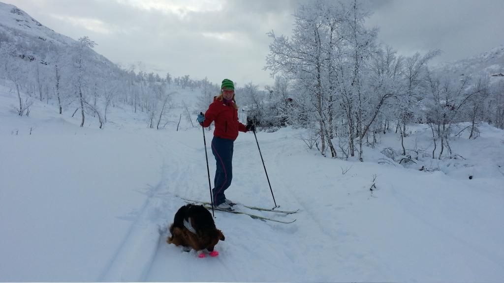 gravid langrenn