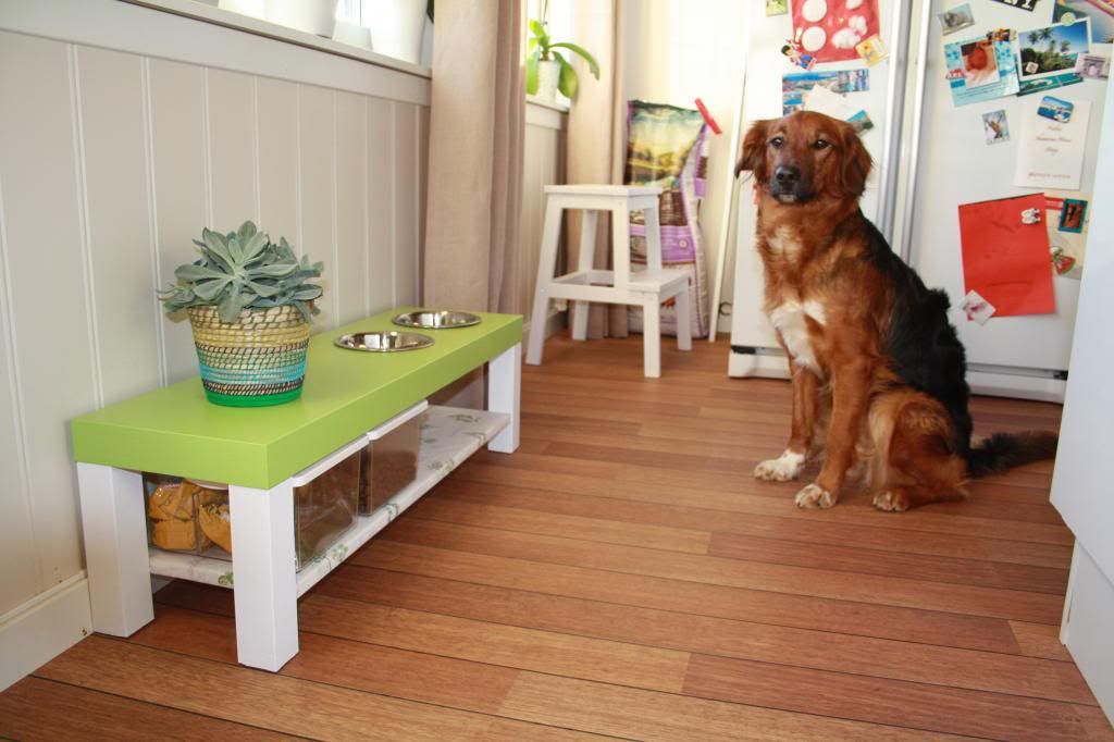 diy doggie diner