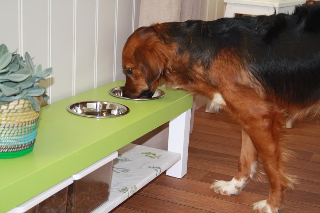 diy doggie diner
