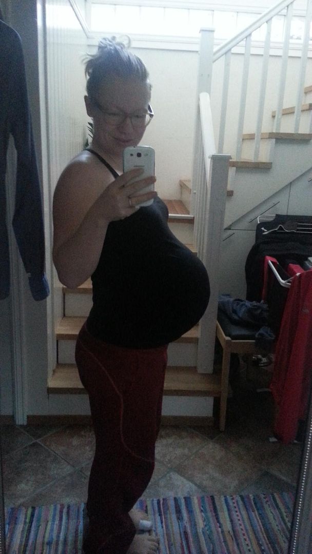 gravid