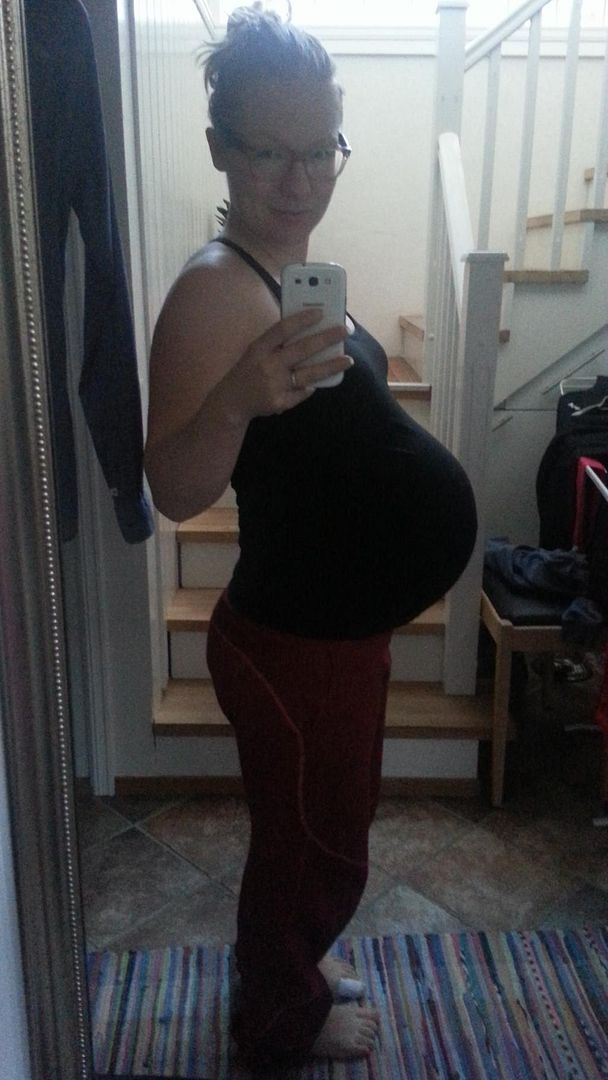 gravid