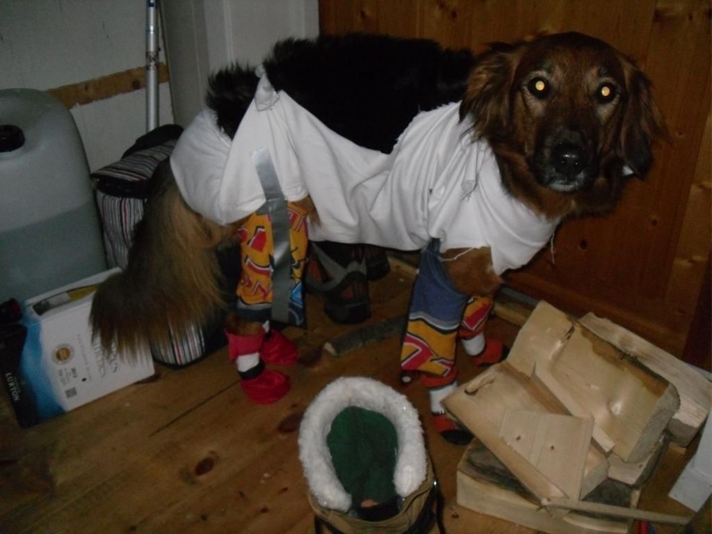 kondomdrakt hund snøballer