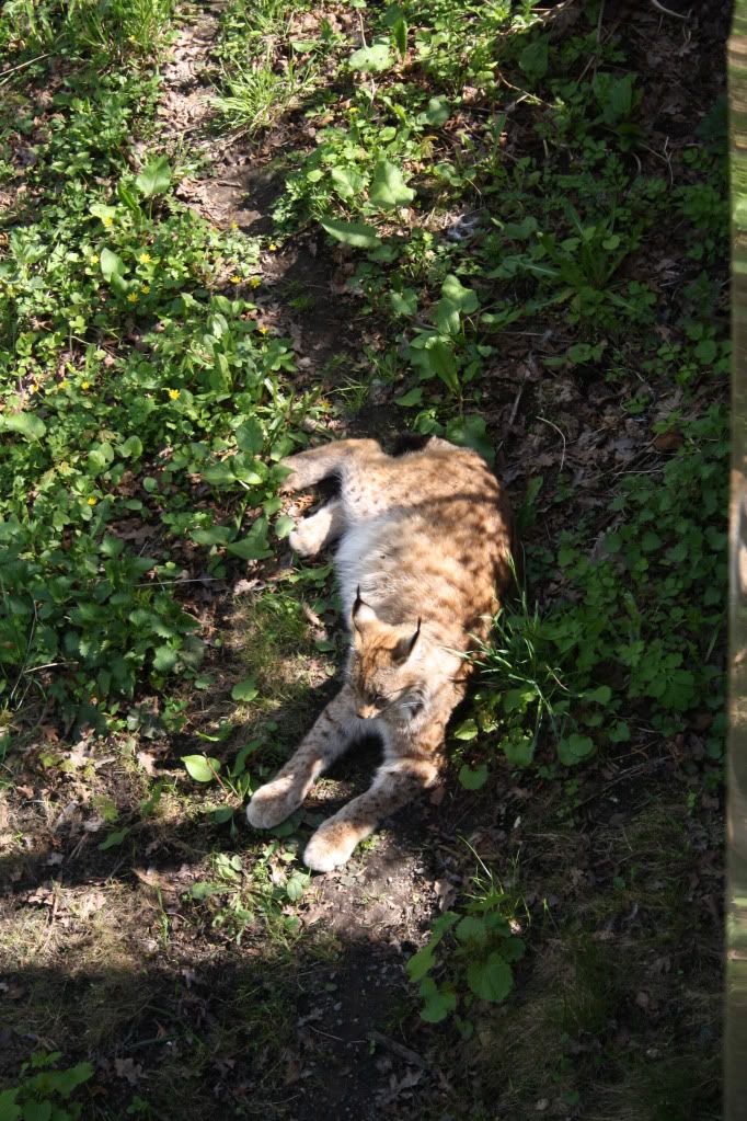 skansen