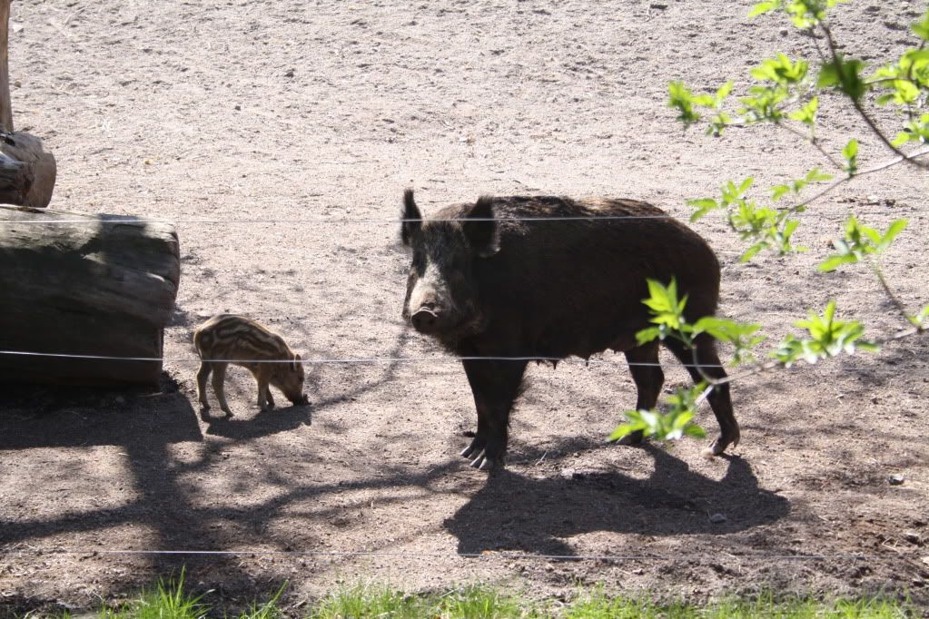 skansen