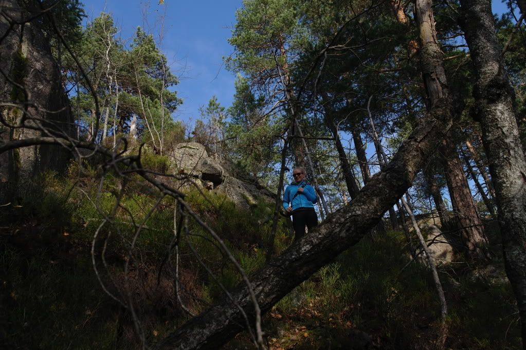 tur i skogen