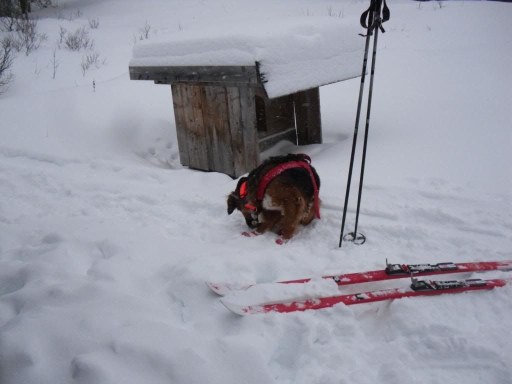 nyttårsfeiring til fjells