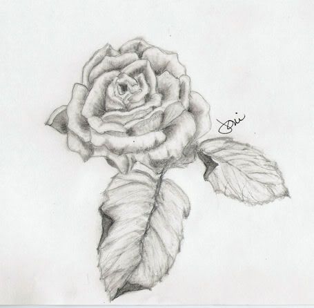 rose flower sketch. The Rose flower picture