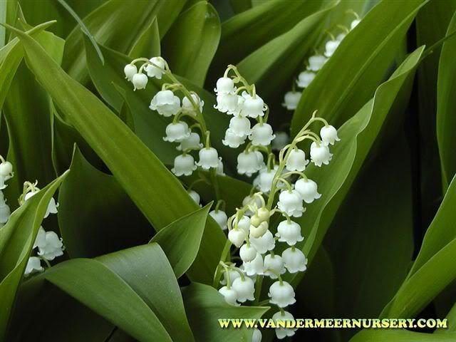 http://i67.photobucket.com/albums/h308/OS390/Lily/lily-of-the-valley.jpg