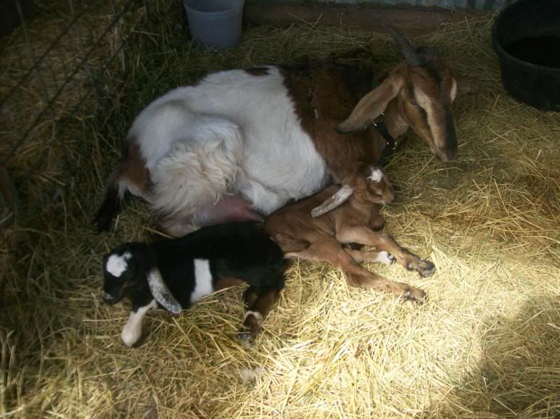 First for me - Goats