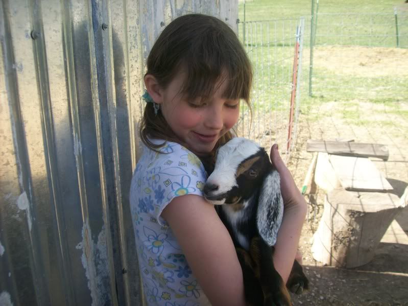 New bottle baby - Goats