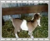 First for me - Goats