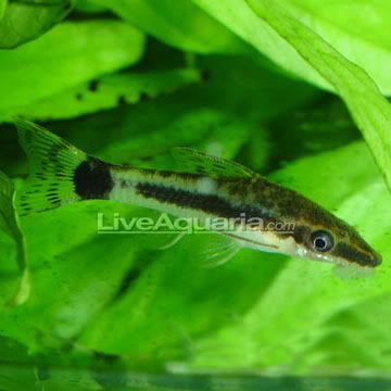 5a53f-p-89773-Otocinclus.jpg