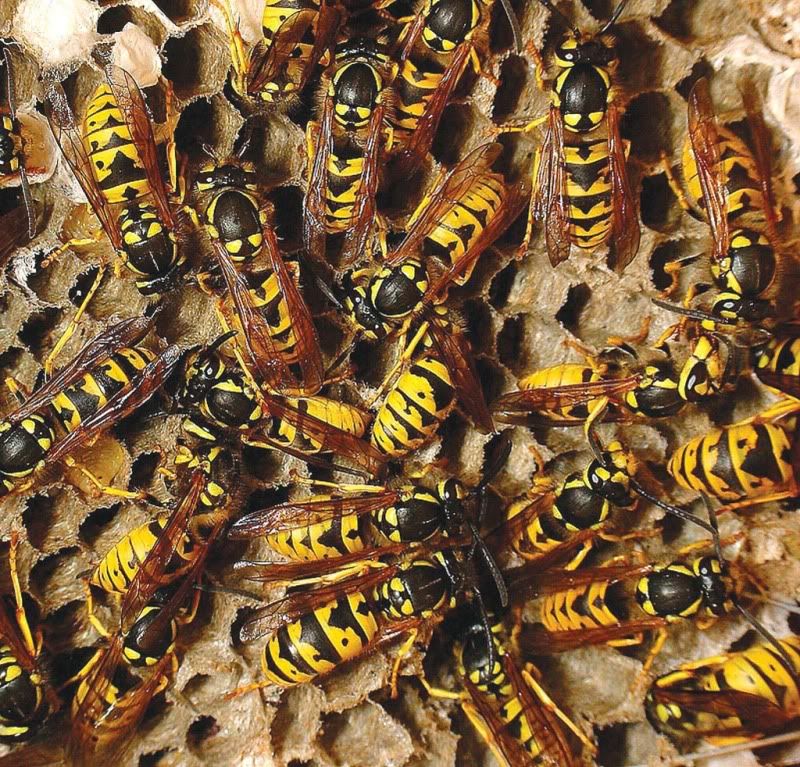 European_Wasps_in_Nest_Picture.jpg