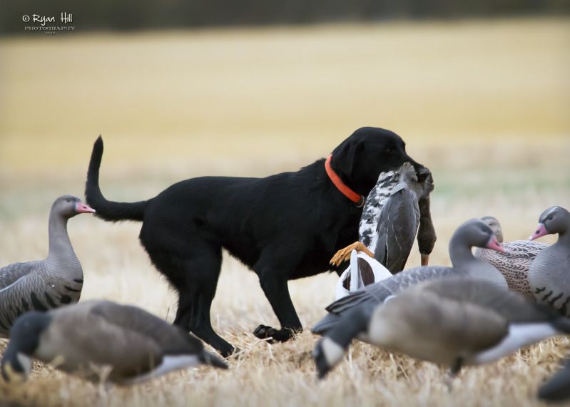 Duck Season Pictures Nevada Duck Hunting