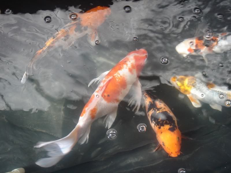 koi