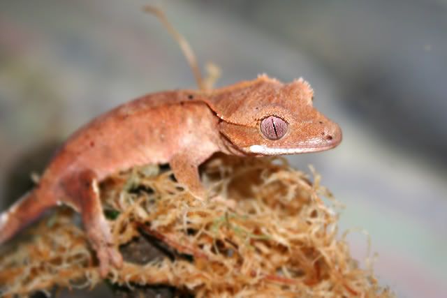 Crestie.jpg