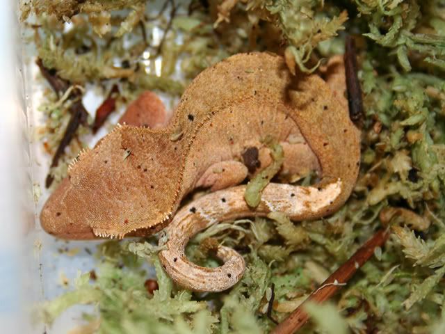 Crestie0.jpg