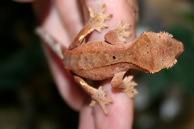 Crestie4.jpg