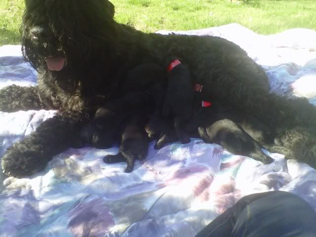 Anastasia having first picnic with her puppies