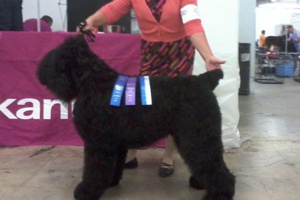 Beautiful Black ATLAS photo 1019105203_zps6046d212.jpg