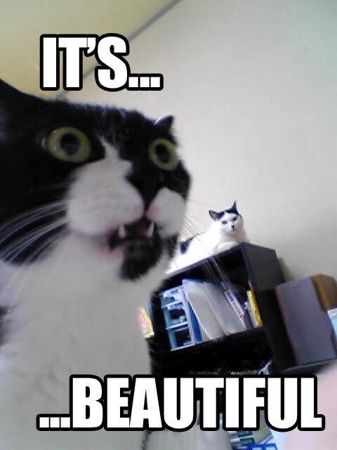 LOLCAT-beautiful.jpg