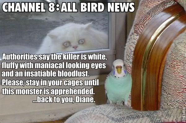 lolcat-all_bird_news.jpg