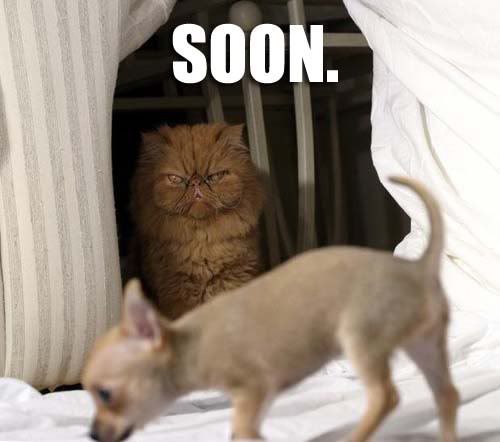 lolcat-soon.jpg