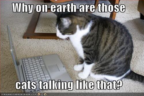 lolcat-whyonearth.jpg