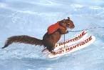squirralwaterskiing.jpg