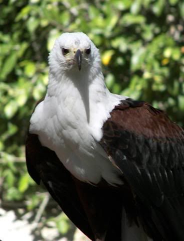 BALD EAGLE