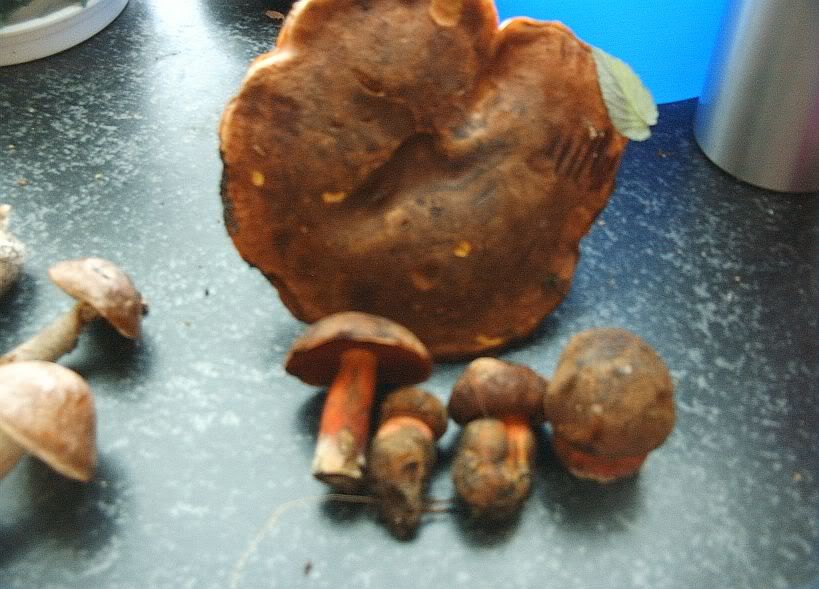 Photobucket - Video and Image Hosting